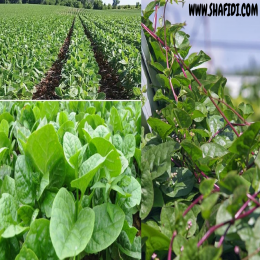 SBJEI-FRESH GREEN STEM MALABAR SPINACH